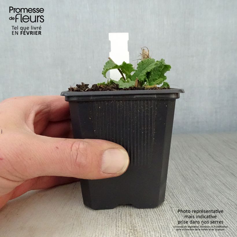 Amostra de Sálvia nemorosa Schneehügel Vaso de 8/9 cm tal como entregue no inverno