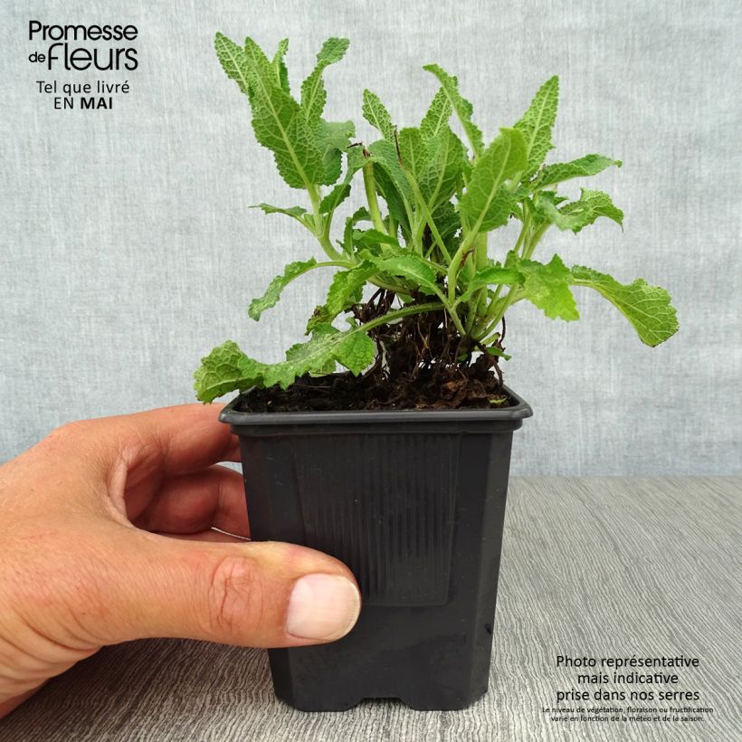 Amostra de Sálvia nemorosa Schneehügel Vaso de 8/9 cm tal como entregue na primavera