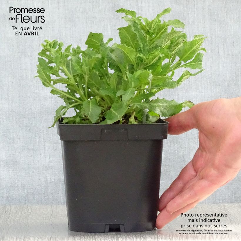 Amostra de Sálvia nemorosa Schneehügel Vaso de 2 L/3 L tal como entregue na primavera