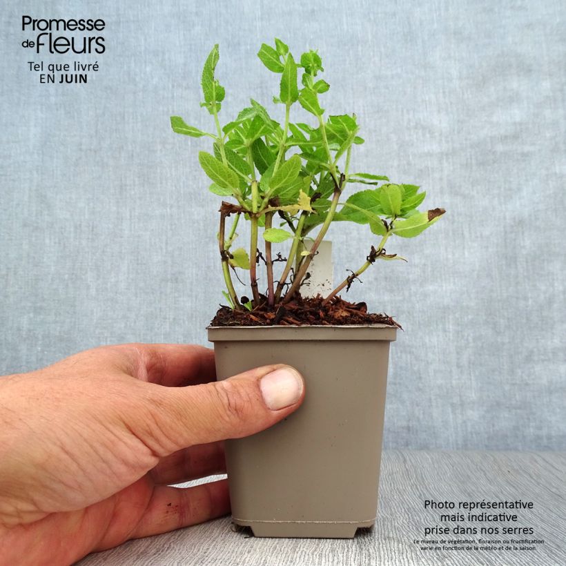 Amostra de Sálvia nemorosa Sensation Rose Vaso de 8/9 cm tal como entregue no verão