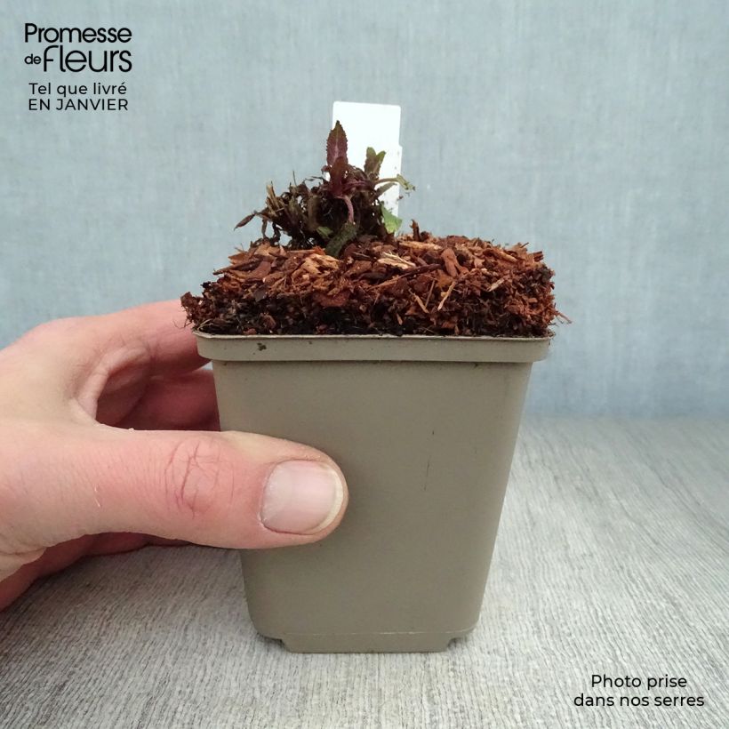 Amostra de Sálvia nemorosa Sensation Rose Vaso de 8/9 cm tal como entregue no inverno