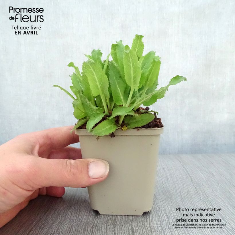 Amostra de Sálvia nemorosa Sensation Rose Vaso de 8/9 cm tal como entregue na primavera