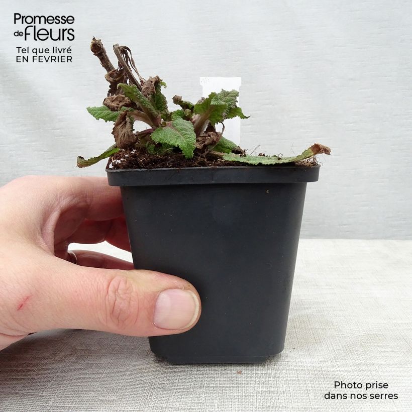 Amostra de Salvia nemorosa Serenade - Sauge des bois Vaso de 8/9 cm tal como entregue no inverno