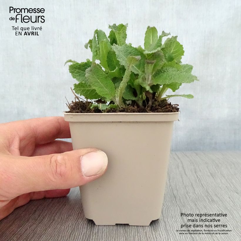 Amostra de Sálvia nemorosa Sere Vaso de 8/9 cm tal como entregue na primavera