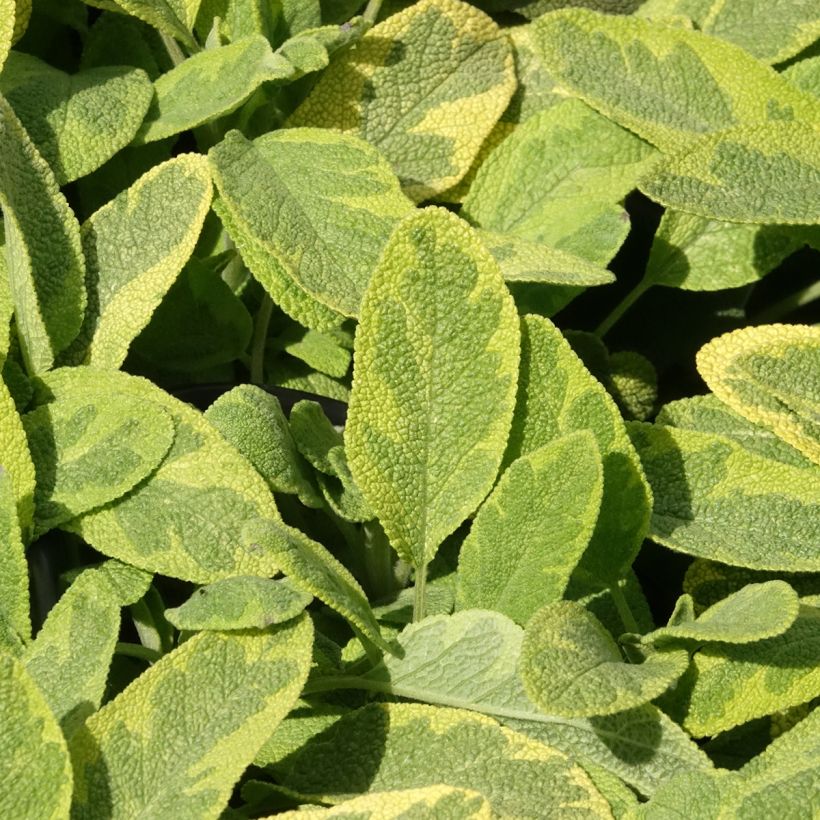 Salva Aurea - Salvia officinalis (Folhagem)