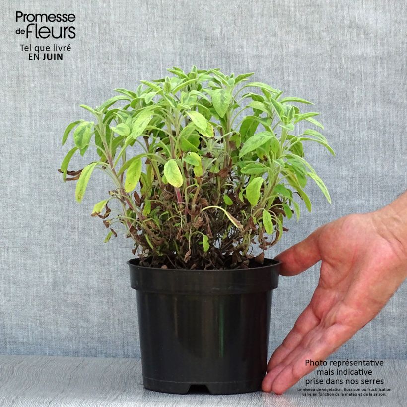 Amostra de Salva Icterina - Salvia officinalis Vaso de 1,5 L/2 L tal como entregue no verão