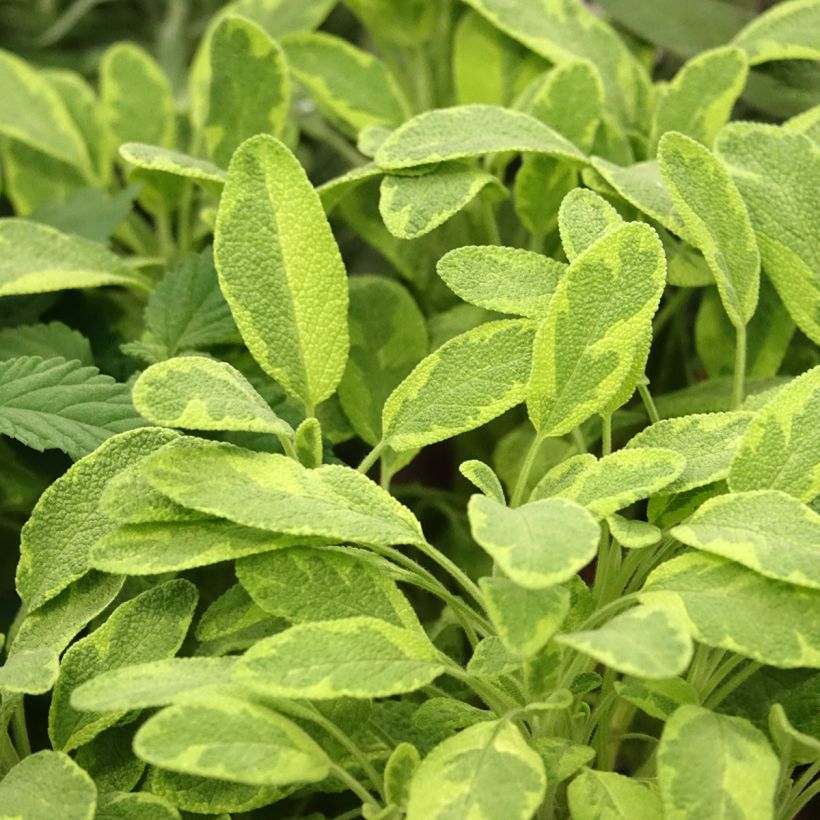 Salva Icterina - Salvia officinalis (Folhagem)