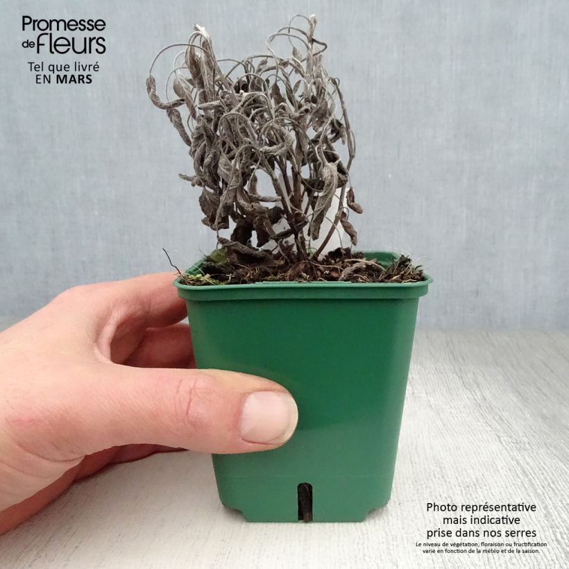 Amostra de Salva Icterina - Salvia officinalis Vaso de 8/9 cm tal como entregue na primavera