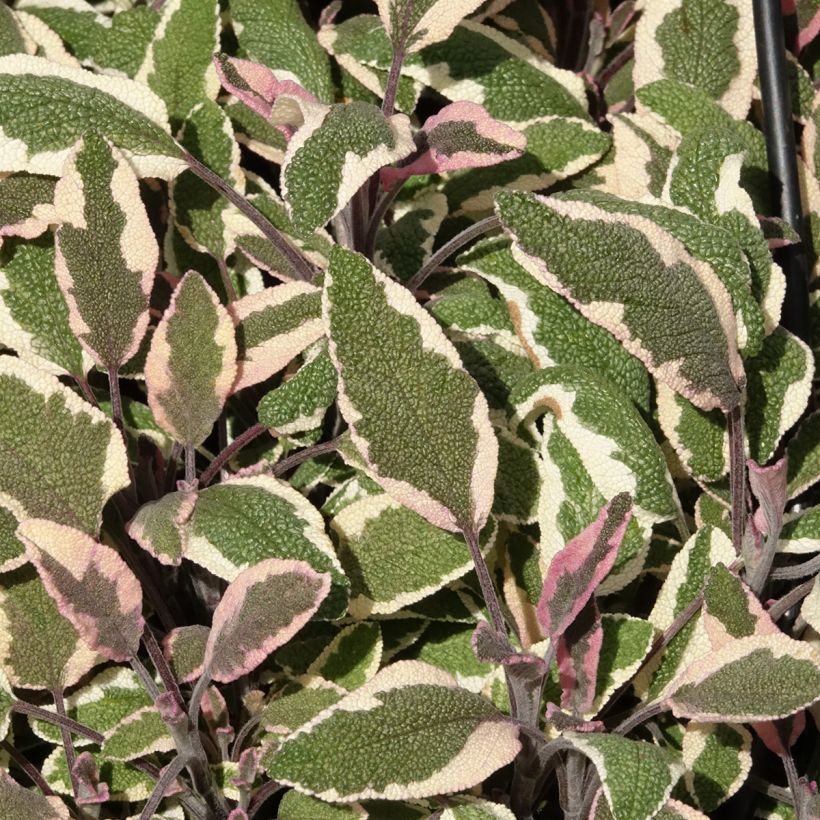 Sálvia officinalis Tricolor (Folhagem)