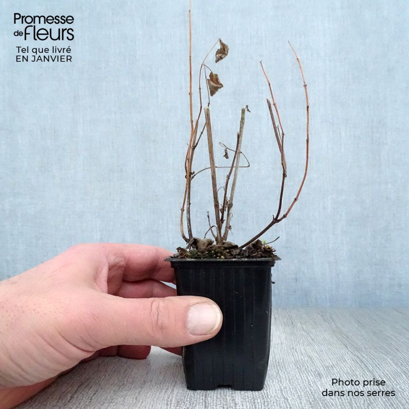 Amostra de Salvia patens - Sauge gentiane Vaso de 7/8 cm tal como entregue no inverno