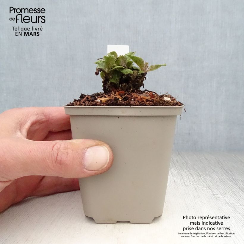 Amostra de Sálvia pratensis Eveline Vaso de 8/9 cm tal como entregue na primavera