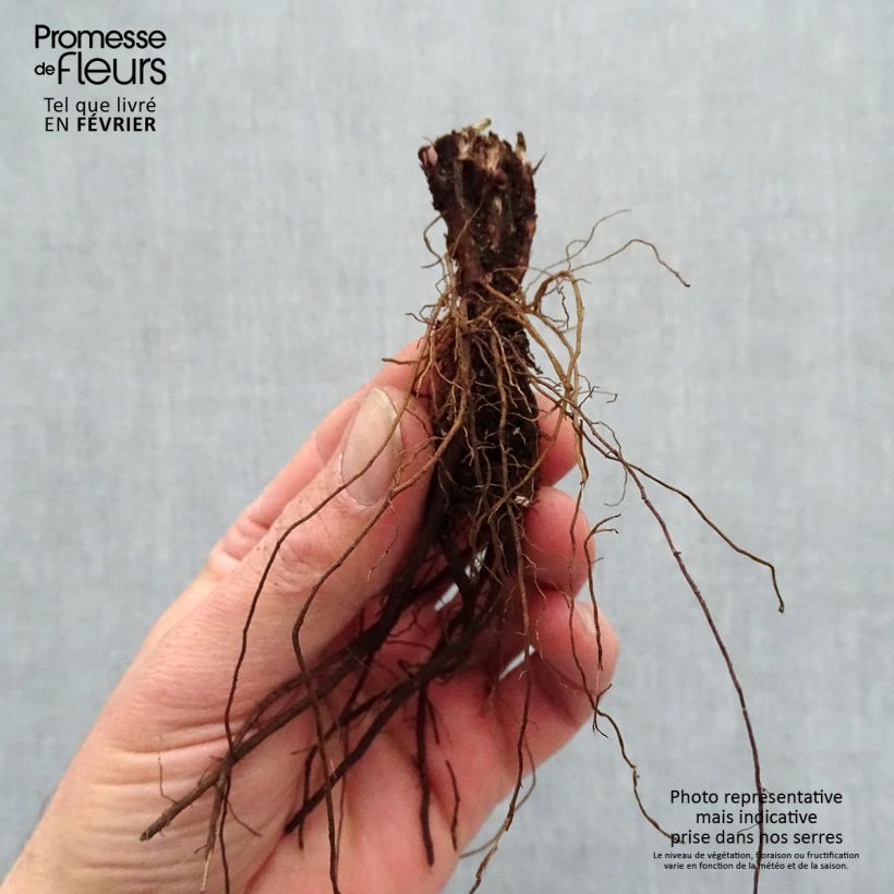 Amostra de Sálvia pratensis Lyrical Blues Raízes nuas tal como entregue no inverno