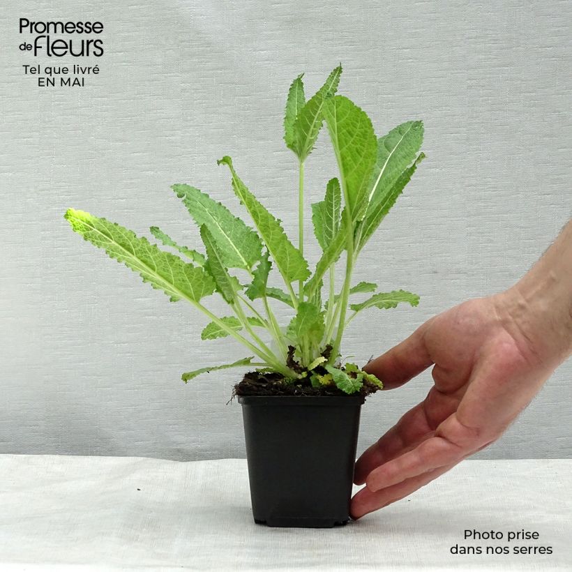 Amostra de Sálvia pratensis Vaso de 8/9 cm tal como entregue na primavera