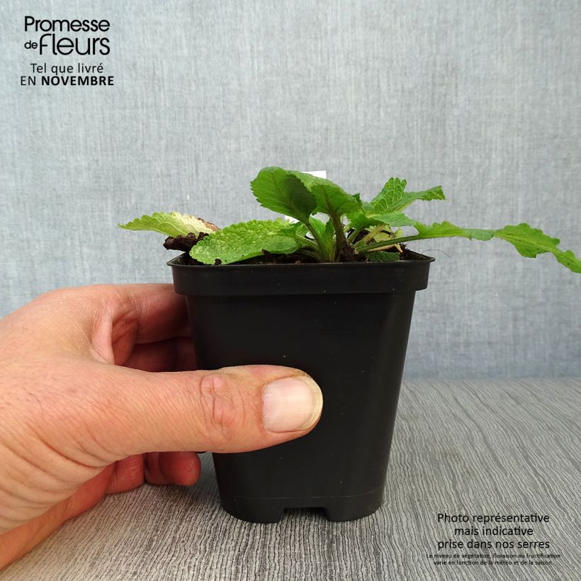 Amostra de Sálvia pratensis Vaso de 8/9 cm tal como entregue no outono