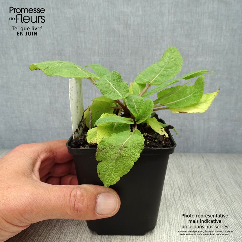 Amostra de Sálvia pratensis Vaso de 8/9 cm tal como entregue no verão