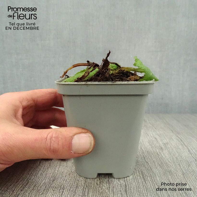 Amostra de Salvia pratensis - Sauge des prés Vaso de 8/9 cm tal como entregue no inverno