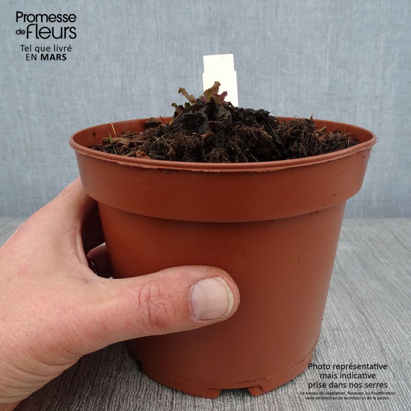 Amostra de Salvia pratensis - Sauge des prés Vaso de 2 L/3 L tal como entregue no inverno