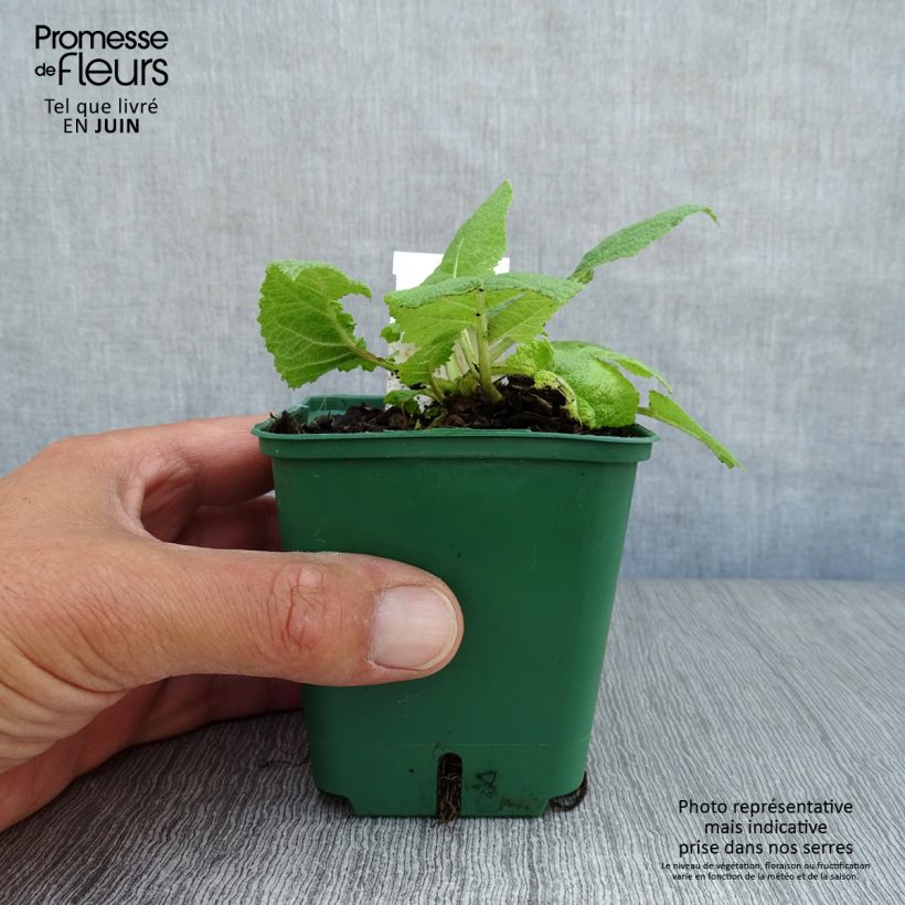 Amostra de Sálvia pratensis Swan Lake Vaso de 8/9 cm tal como entregue no verão