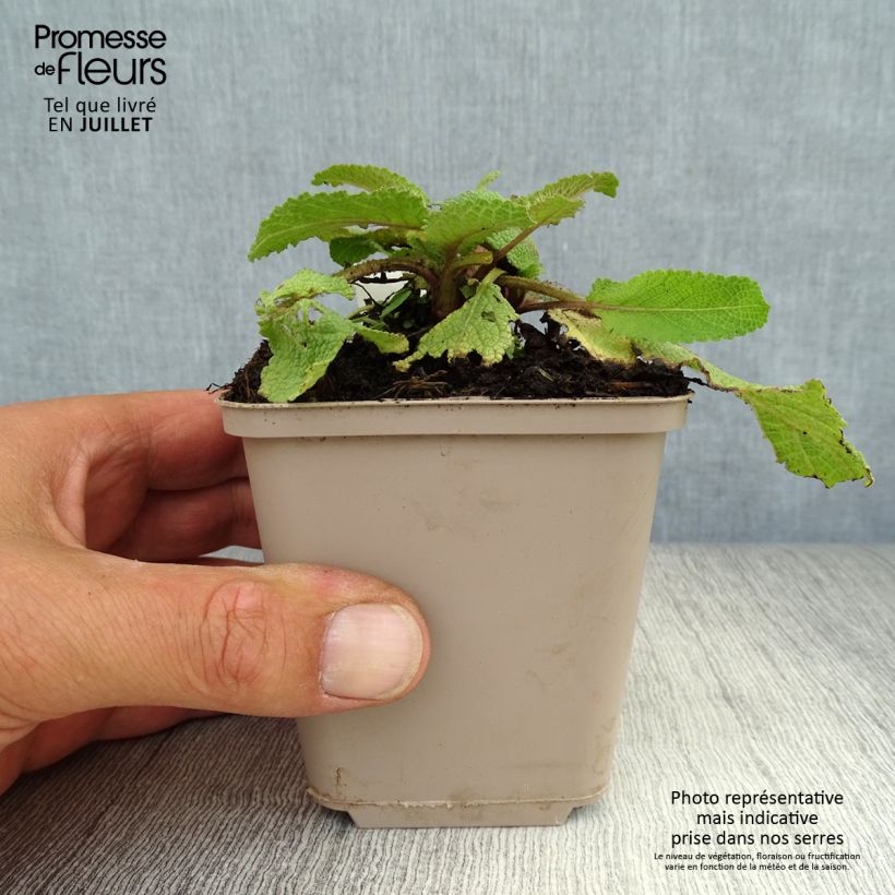 Amostra de Sálvia pratensis Twilight Serenade Vaso de 8/9 cm tal como entregue no verão