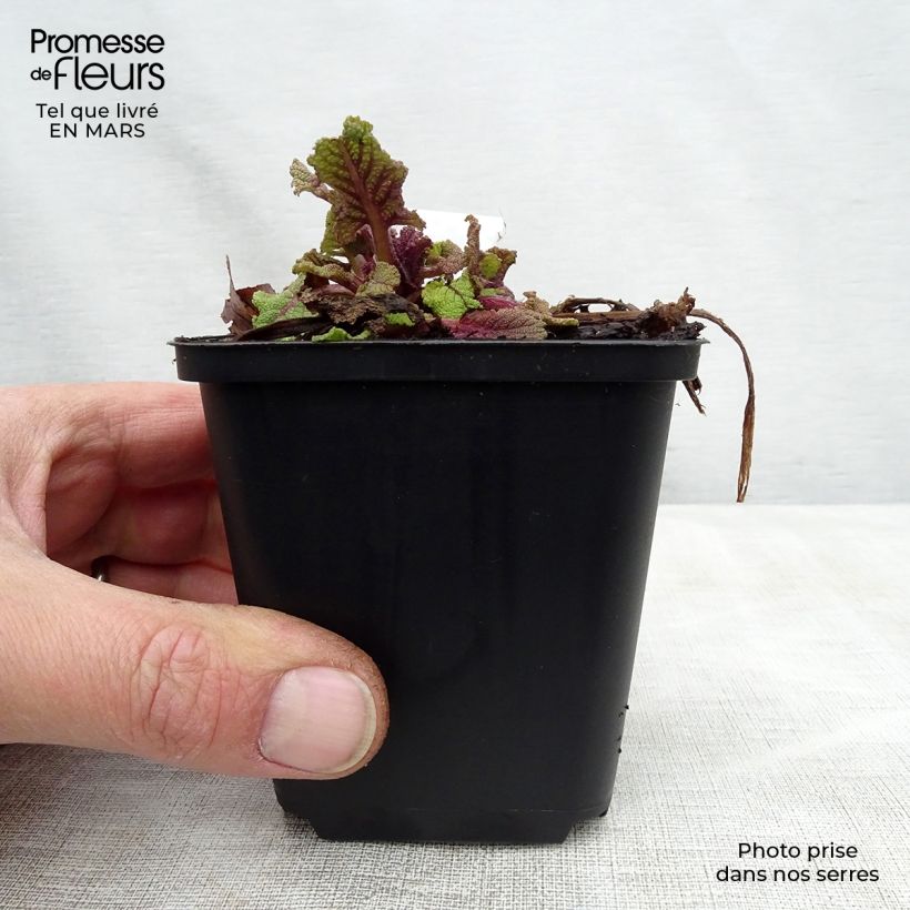 Amostra de Sálvia pratensis Twilight Serenade Vaso de 8/9 cm tal como entregue na primavera