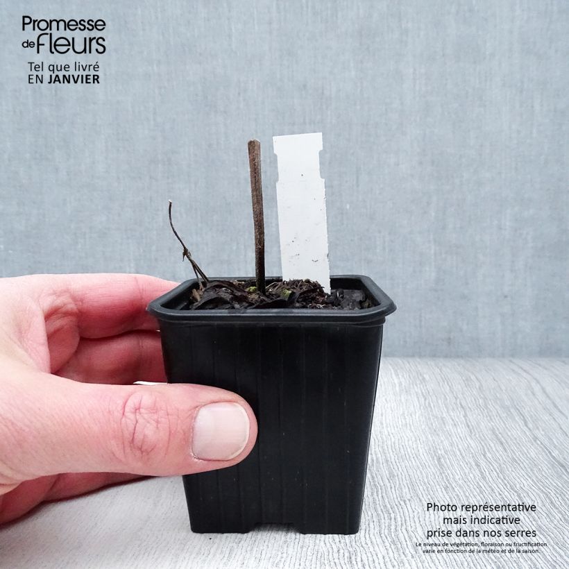 Amostra de Salvia pratensis Vanity Flair - Sauge des près  Godet de 8/9 cm tal como entregue no inverno