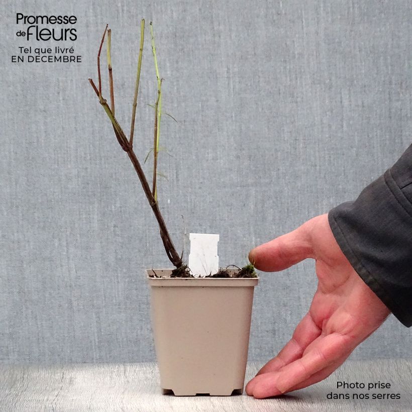 Amostra de Salvia reptans West Texas form - Sauge cobalt  Vaso de 8/9 cm tal como entregue no inverno