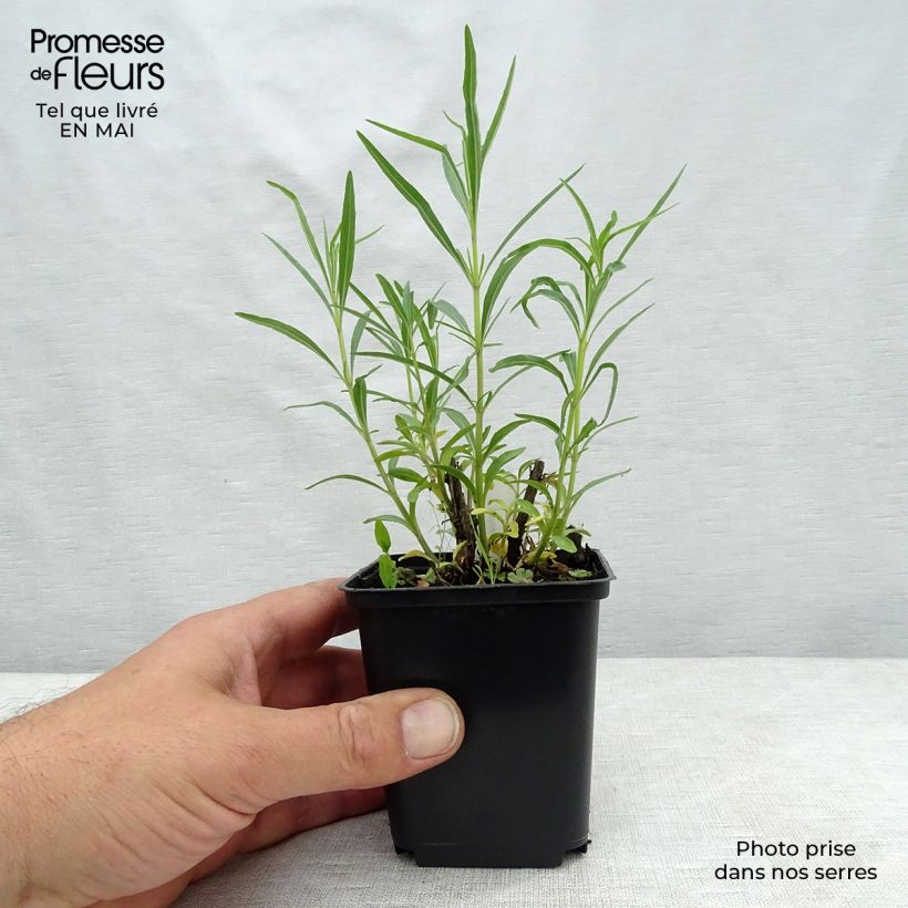 Amostra de Sálvia reptans West Texas form Vaso de 8/9 cm tal como entregue na primavera