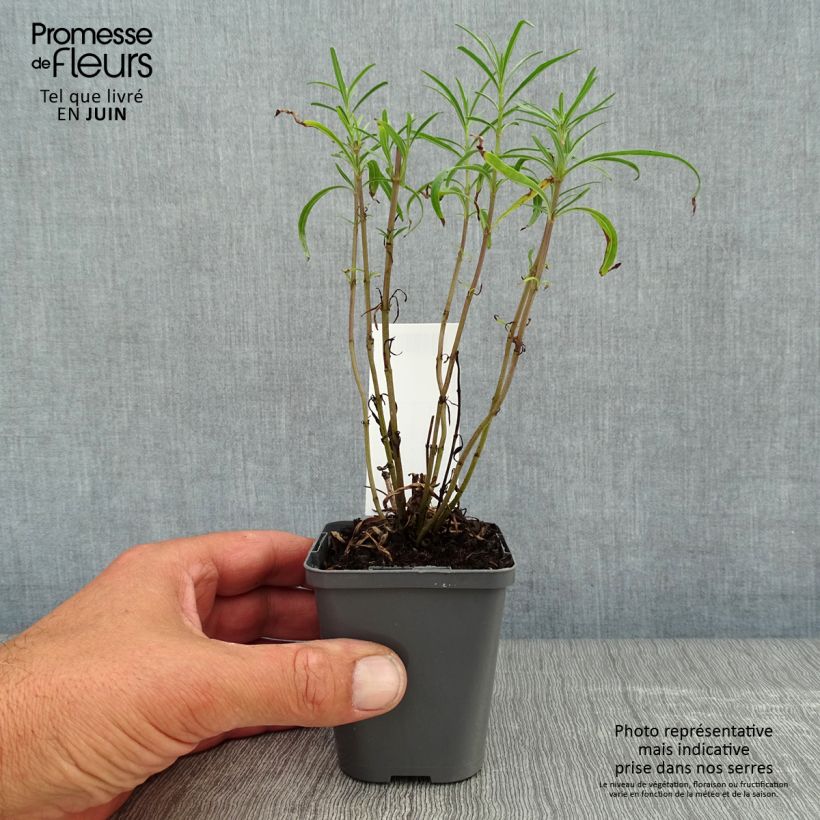Amostra de Sálvia reptans West Texas form Vaso de 8/9 cm tal como entregue no verão