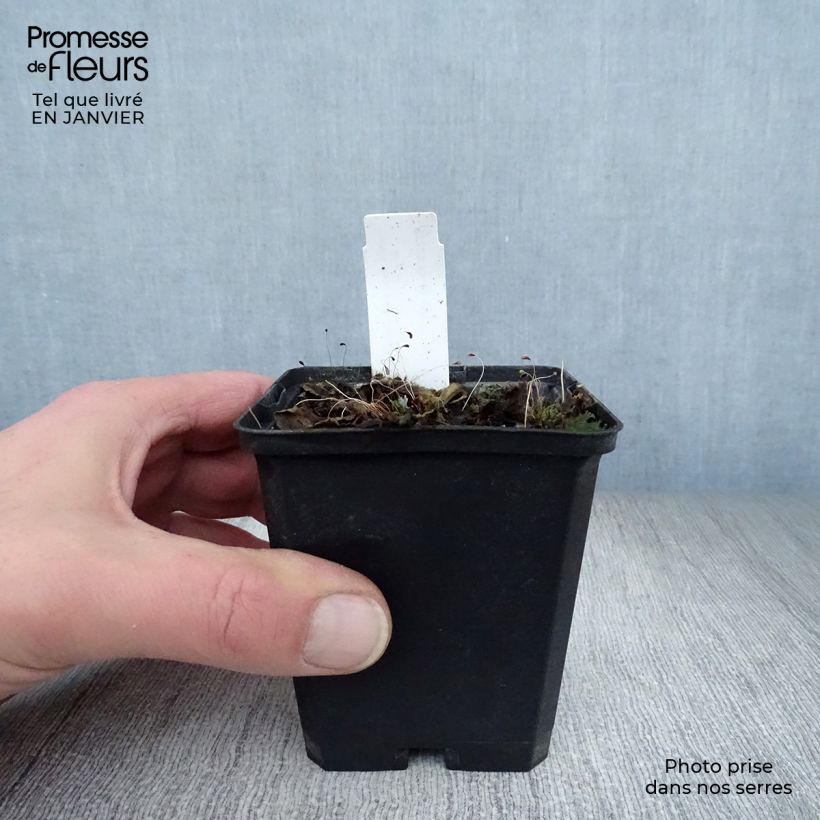 Amostra de Sálvia Reine Bleue Vaso de 8/9 cm tal como entregue no inverno