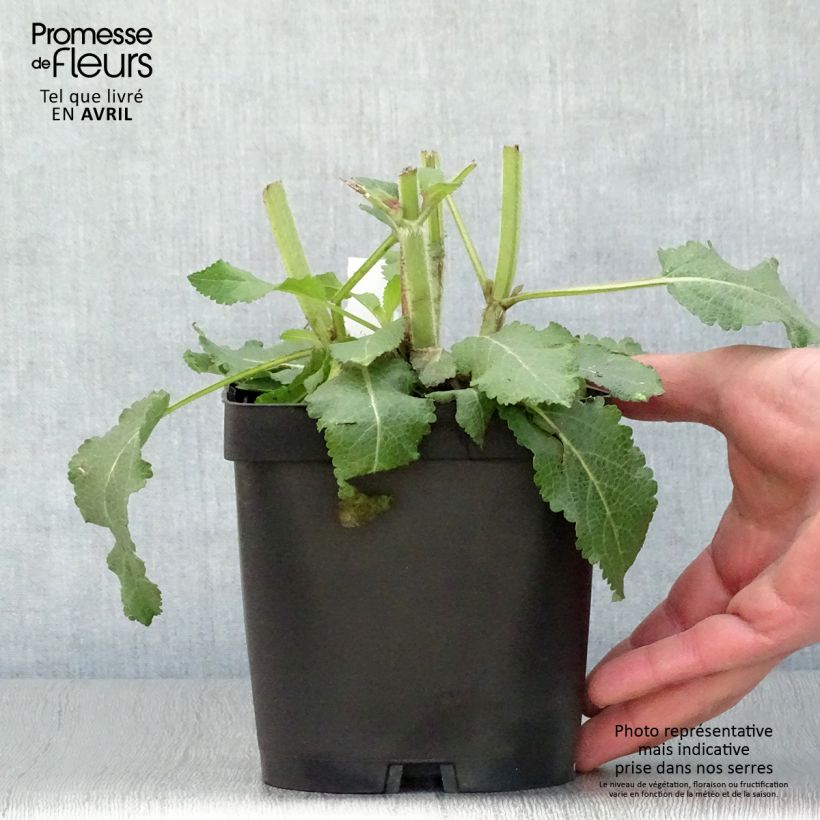 Amostra de Sálvia Reine Bleue Vaso de 2 L/3 L tal como entregue na primavera