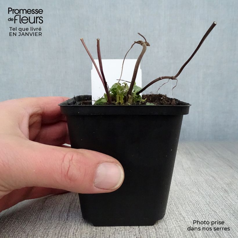 Amostra de Sálvia Reine Rose Vaso de 8/9 cm tal como entregue no inverno