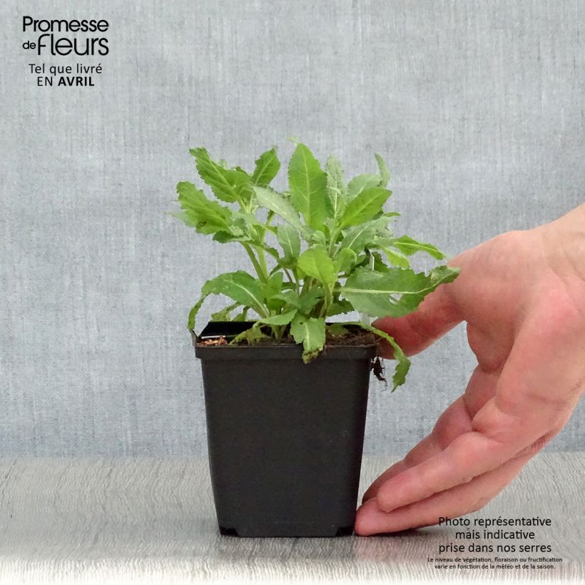 Amostra de Sálvia Reine Rose Vaso de 8/9 cm tal como entregue na primavera