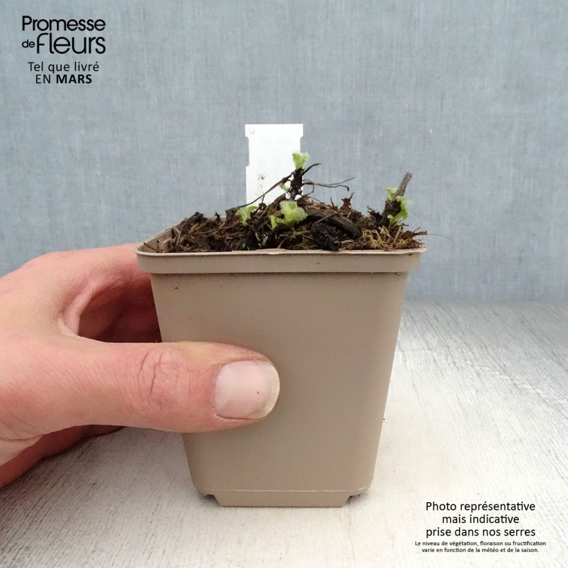 Amostra de Sálvia verticillata Alba Vaso de 8/9 cm tal como entregue na primavera