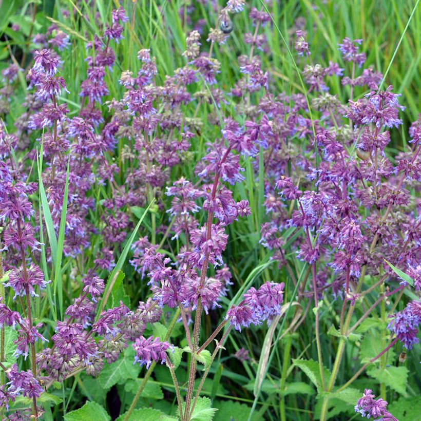 Sálvia verticillata Hannays Blue (Hábito)
