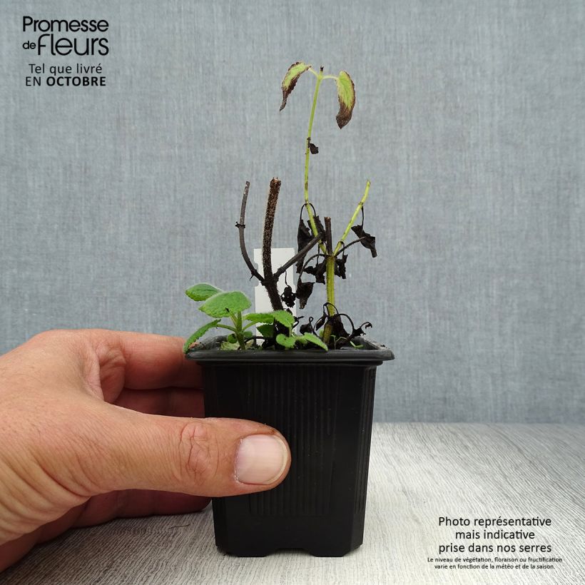 Amostra de Sálvia verticillata Hannays Blue Vaso de 8/9 cm tal como entregue no outono