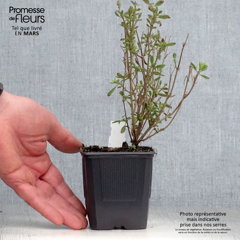 Amostra de Sálvia jamensis Delice Roselilac Vaso de 8/9 cm tal como entregue na primavera