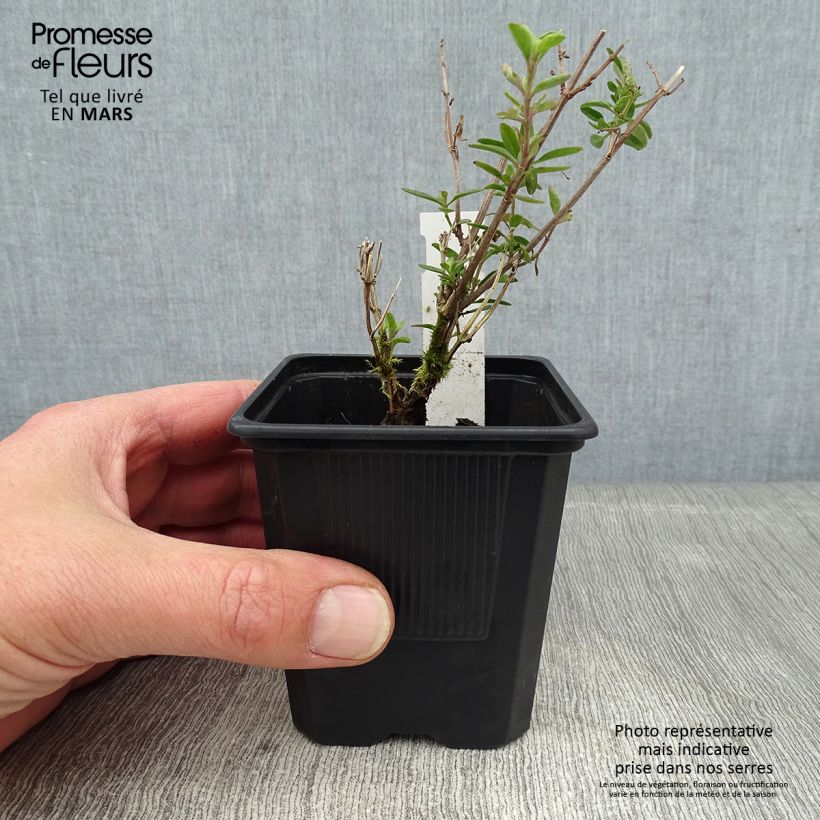 Amostra de Salvia x jamensis Delice Roselilac - sauge arbustive Vaso de 8/9 cm tal como entregue no inverno