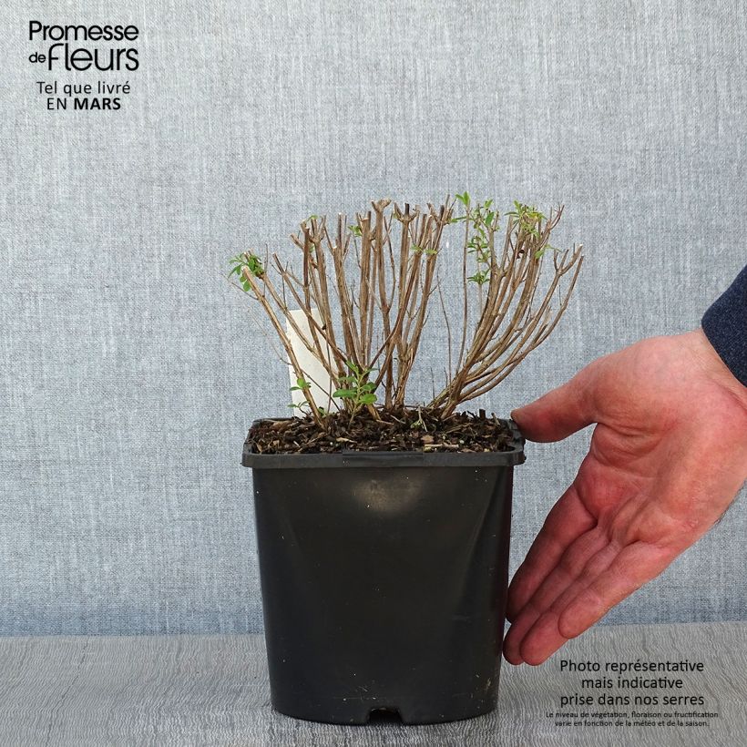 Amostra de Salvia x jamensis Delice Roselilac - sauge arbustive Vaso de 2 L/3 L tal como entregue no inverno