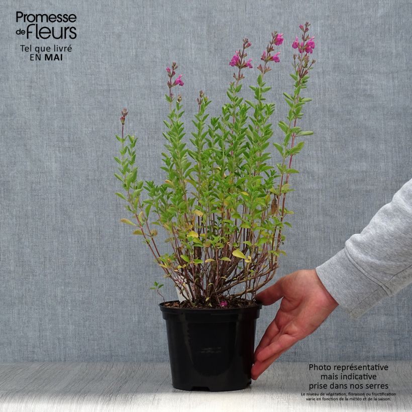 Amostra de Sálvia jamensis Delice Roselilac Vaso de 2 L/3 L tal como entregue na primavera