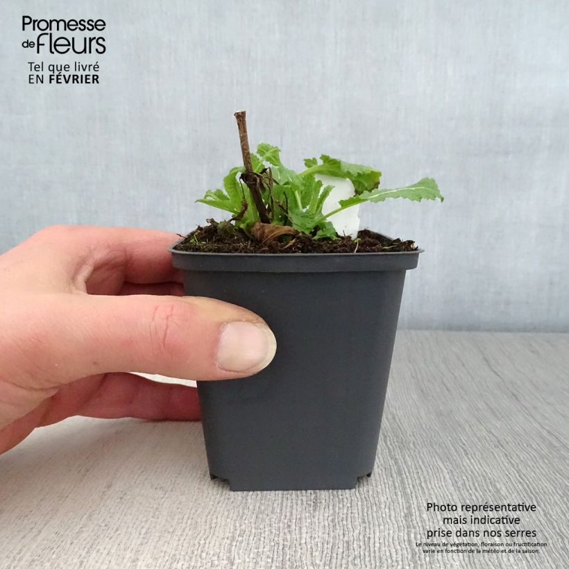 Amostra de Sálvia Dear Anja Vaso de 8/9 cm tal como entregue no inverno