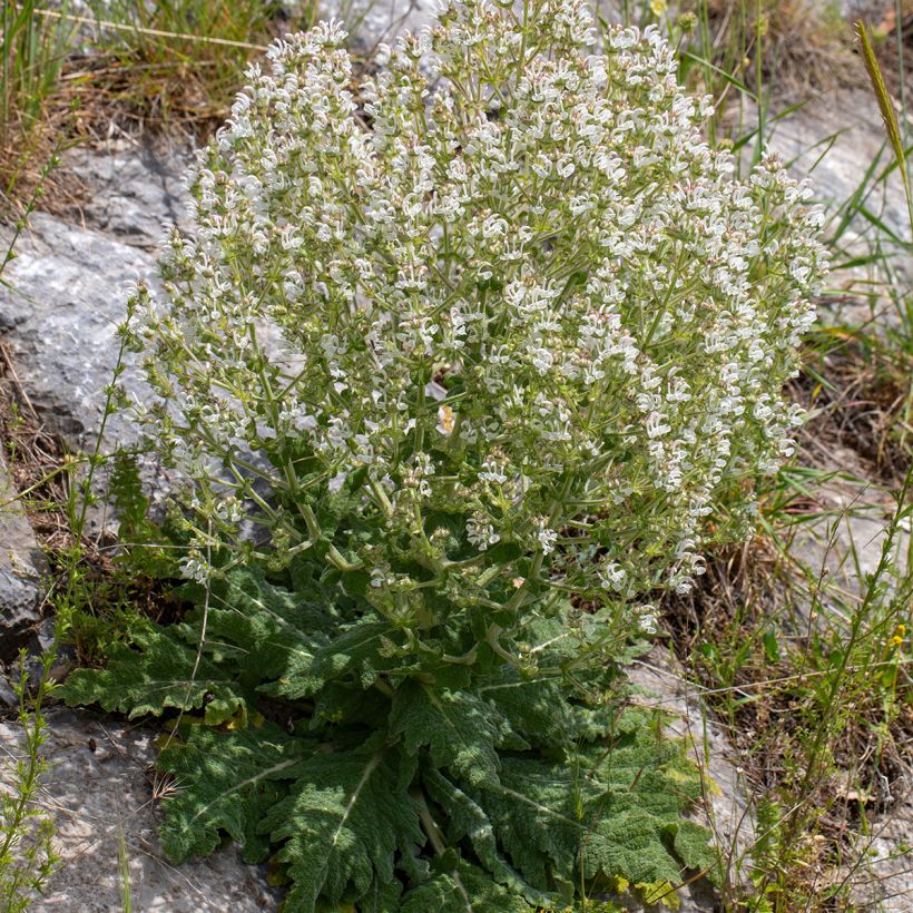 Salvia aethiopis - Erva-africana (Hábito)