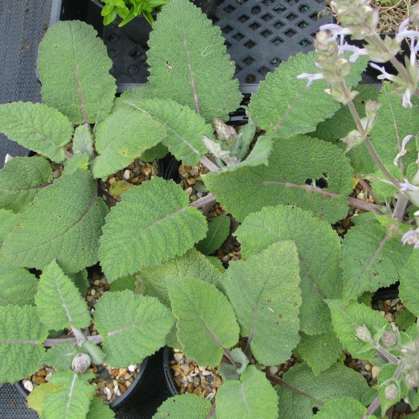 Salvia moorcroftiana (Folhagem)