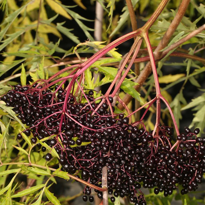 Sambucus canadensis Acutiloba (Colheita)