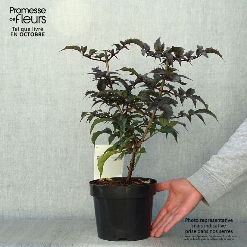 Amostra de Sambucus nigra Black Tower - Sabugueiro Vaso de 3 L/4 L tal como entregue no outono