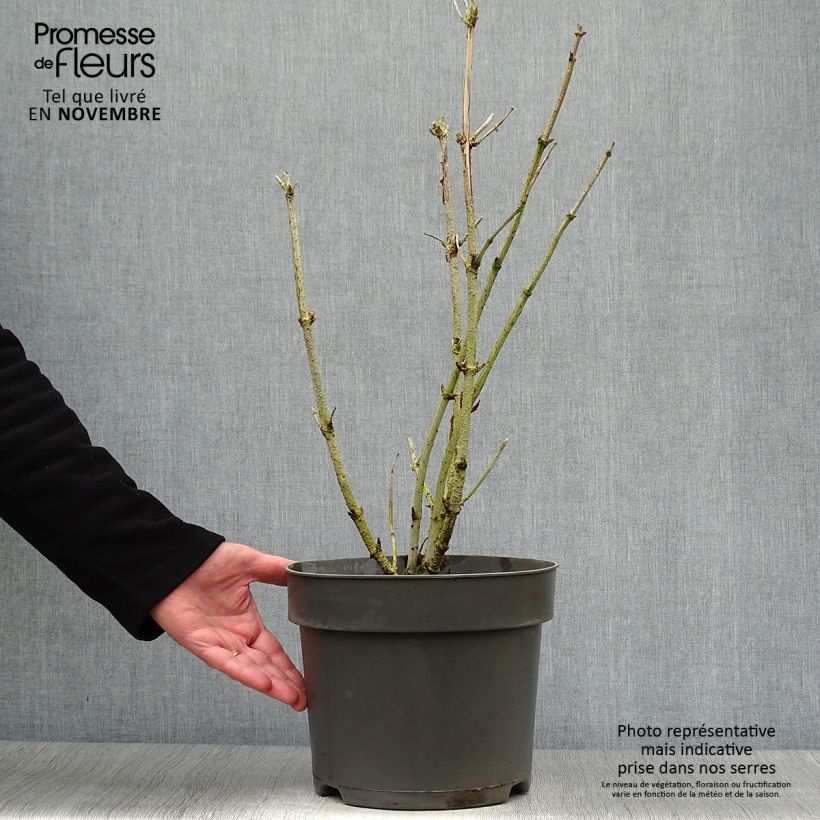 Amostra de Sambucus nigra Golden Tower Vaso de 7,5 L/10 L tal como entregue no outono
