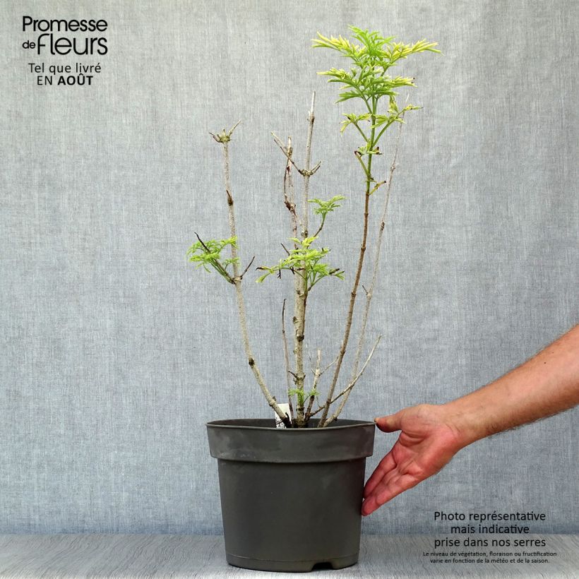 Amostra de Sambucus nigra Golden Tower Vaso de 7,5 L/10 L tal como entregue no verão