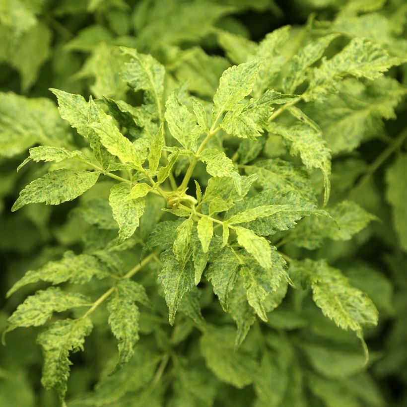 Sambucus nigra Luteovariegata (Folhagem)