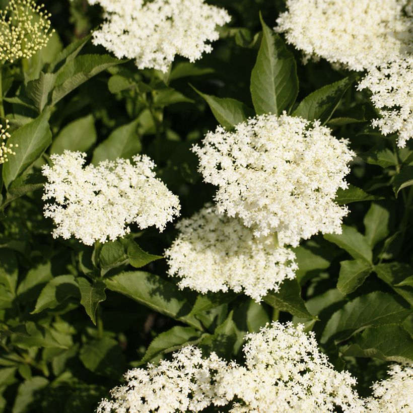 Sambucus nigra Obelisk (Floração)