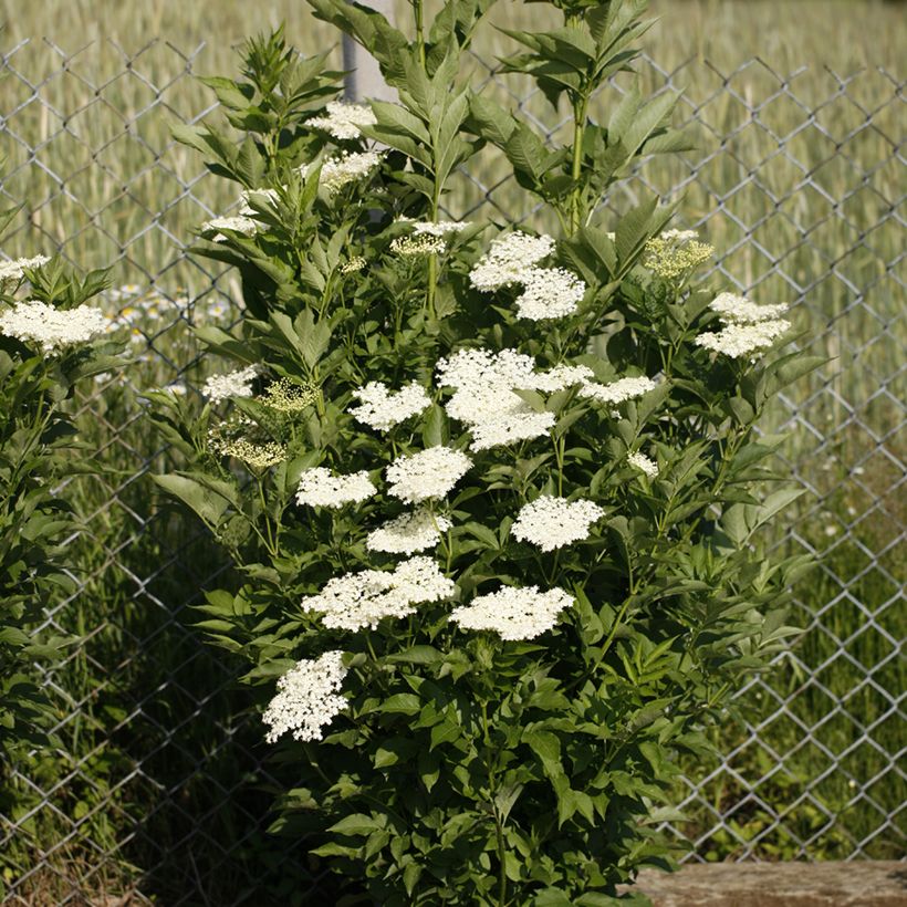 Sambucus nigra Obelisk (Hábito)