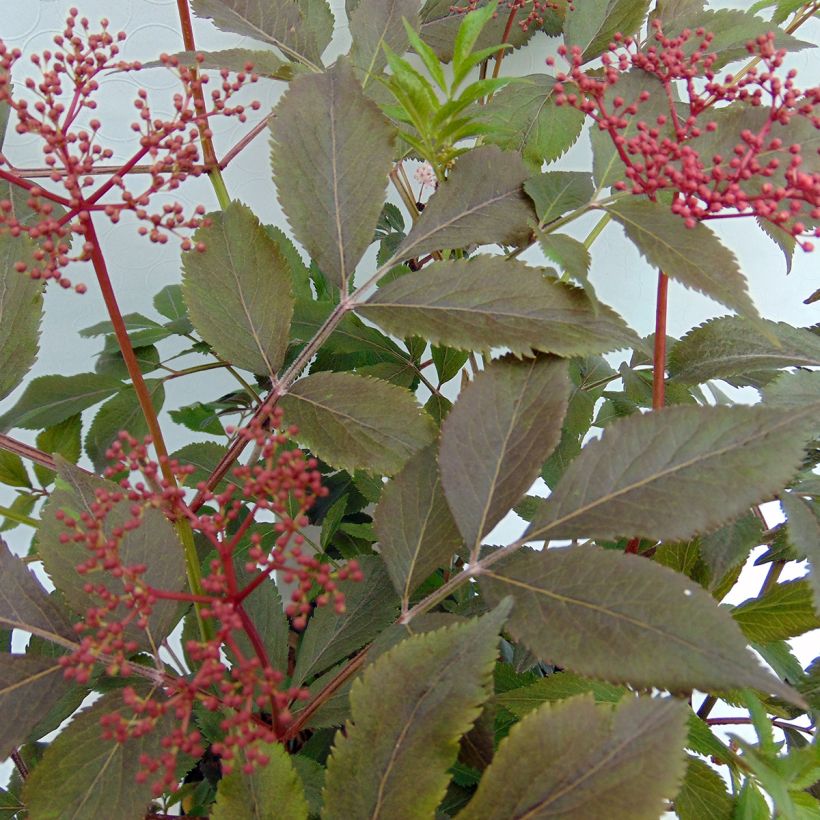 Sambucus nigra Thundercloud (Folhagem)